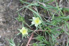Portulaca pilosa